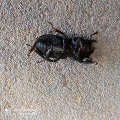 Dorcus parallelipipedus
