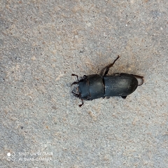 Dorcus parallelipipedus