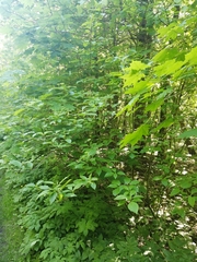Cornus alba