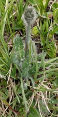 Hieracium piliferum