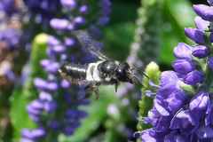 Megachile conjuncta