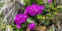 Primula hirsuta