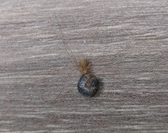 Micropholcus fauroti