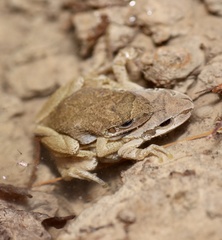 Pseudacris brachyphona