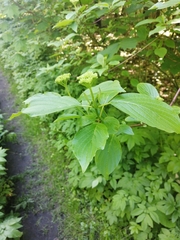 Cornus alba