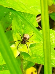 Pardosa