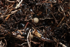 Arthroleptella lightfooti