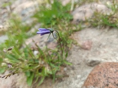 Campanula rotundifolia