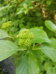 Cornus alba