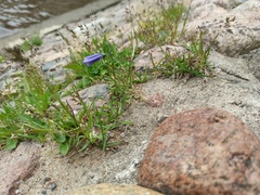 Campanula rotundifolia