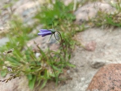 Campanula rotundifolia