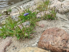 Campanula rotundifolia