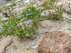 Campanula rotundifolia