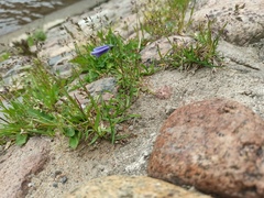 Campanula rotundifolia