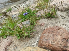 Campanula rotundifolia