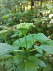 Cornus alba