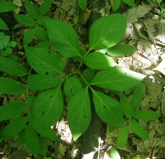 Paeonia mlokosewitschii