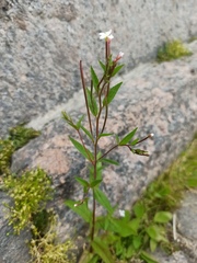 Epilobium