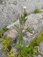 Epilobium
