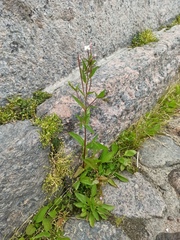 Epilobium