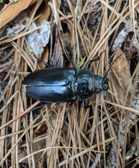 Archodontes melanopus