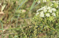 Platycnemis pennipes