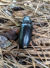 Archodontes melanopus