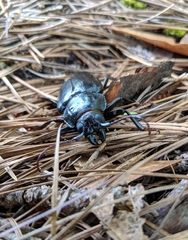 Archodontes melanopus