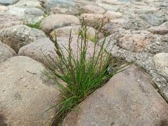 Poa pratensis