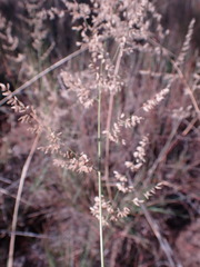 Eragrostis gummiflua
