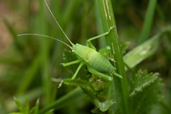 Isophya pyrenaea