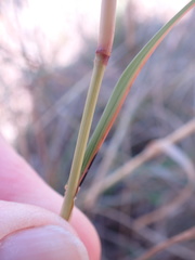 Eragrostis gummiflua