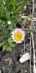 Erigeron alpinus