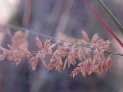 Eragrostis gummiflua