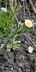 Erigeron alpinus