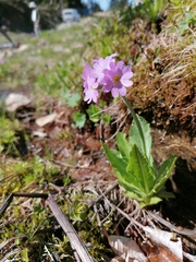 Primula auriculata