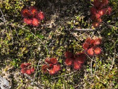 Drosera aberrans