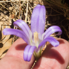 Brodiaea elegans