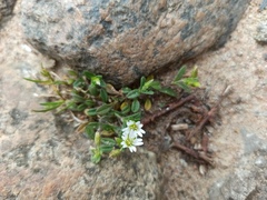 Cerastium