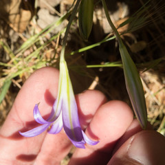 Brodiaea elegans