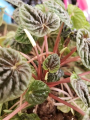 Peperomia caperata