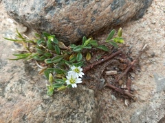 Cerastium