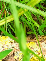 Pardosa