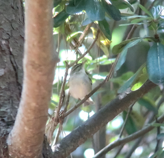 Phylloscopus examinandus