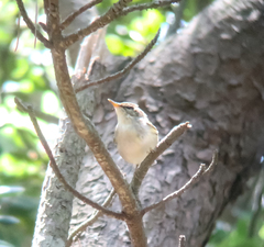 Phylloscopus examinandus