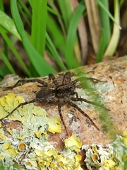 Pardosa
