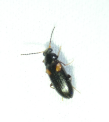 Mycetochara