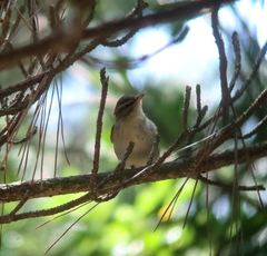 Phylloscopus examinandus