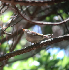 Phylloscopus examinandus