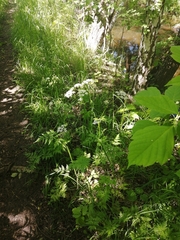 Anthriscus sylvestris